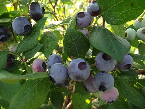 Bleuets hâtifs – Early Blueberries