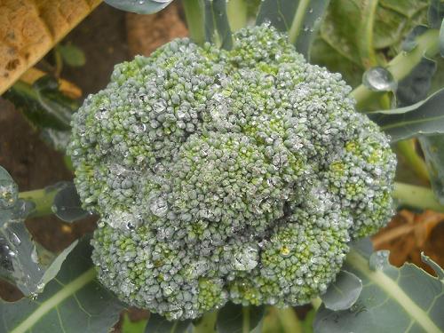Brocoli sous la pluie - Broccoli in the rain