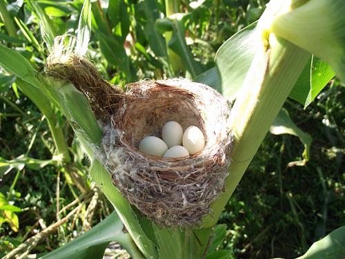 Nid dans le maïs - Corn nest