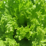 Green Lettuce - Laitue verte