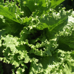 Laitue verte - Green Lettuce