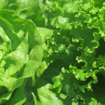 Laitues vertes - Green Lettuces