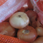 Oignons Cipollini Onions