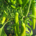 Piments forts - Hot Peppers
